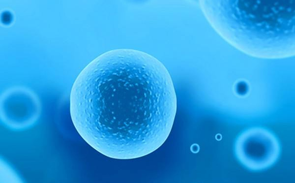 女性备孕吃什么养卵泡